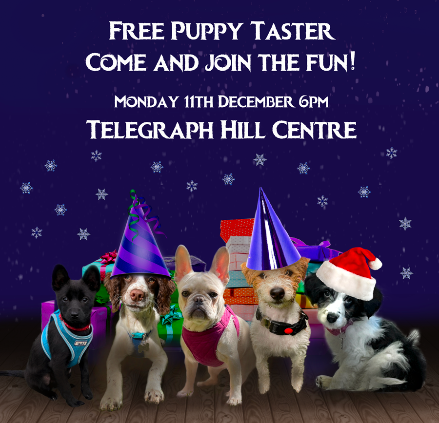 Telegraph Hill Dog Training – Free Puppy Taster
